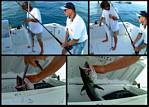 (16) montage (rig fishing).jpg    (1000x720)    334 KB                              click to see enlarged picture